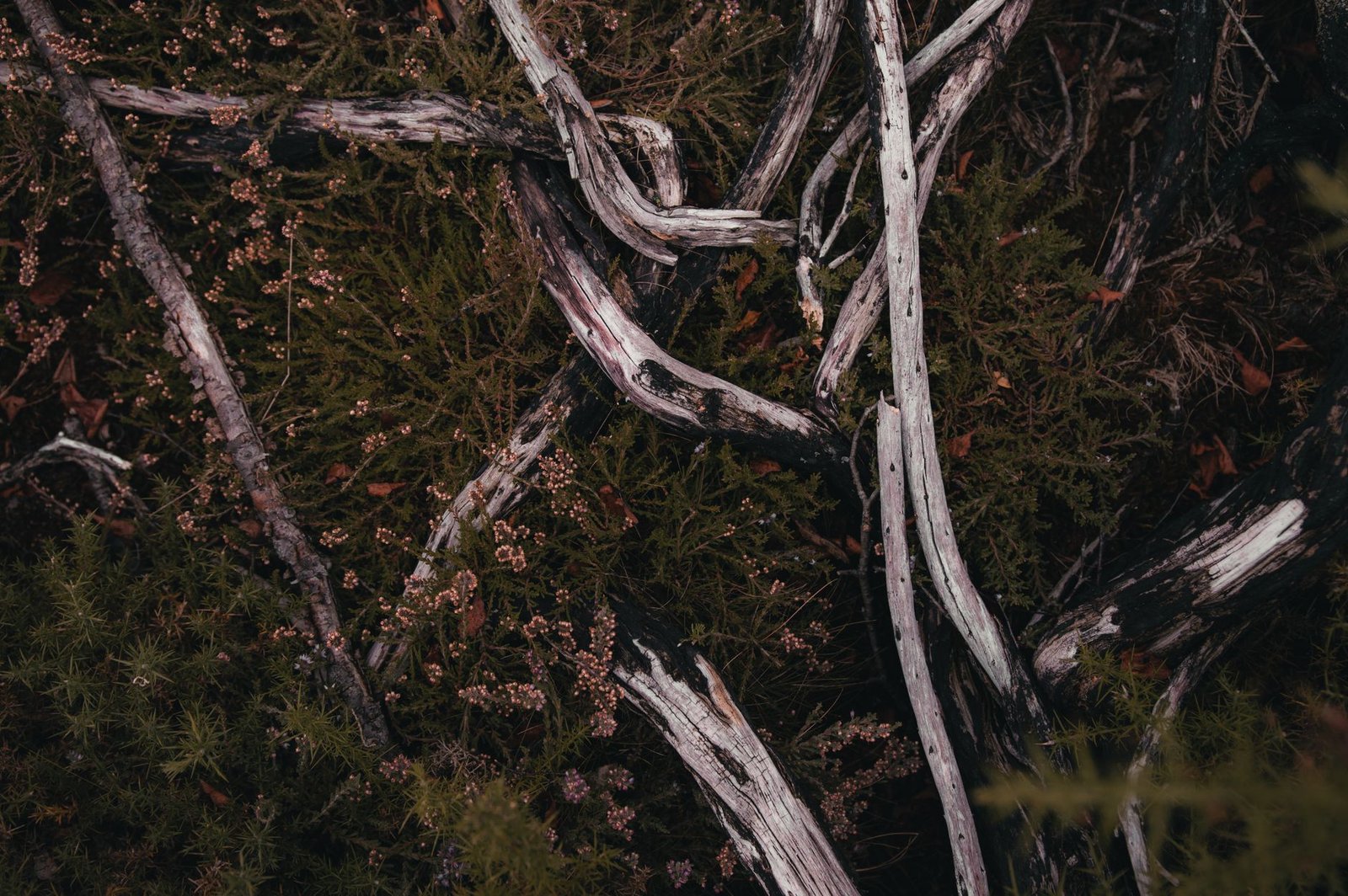 A detailed look at the forest floor with intertwined branches and moss in Guildford's autumn setting.