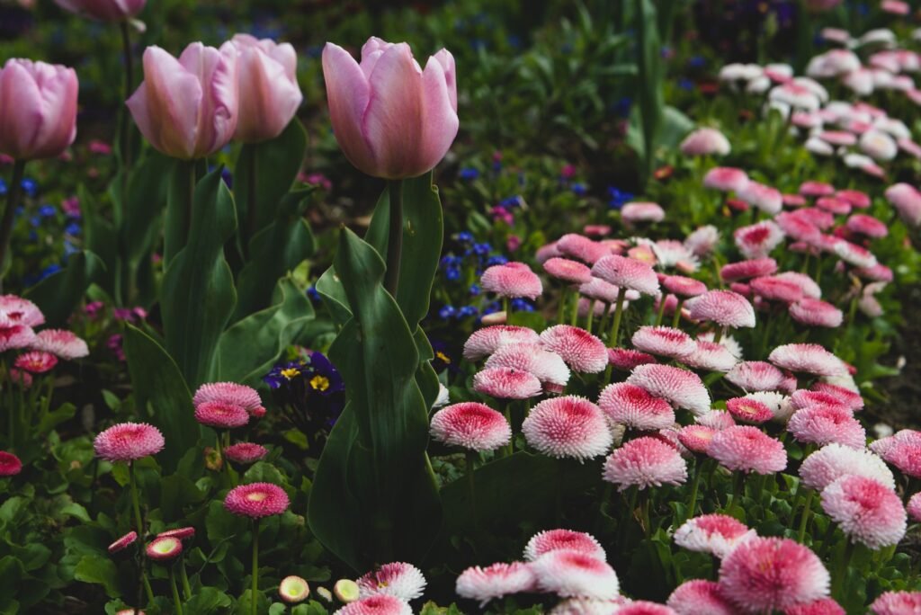Vibrant pink tulips and Bellis flowers blooming in a spring Guildford garden.