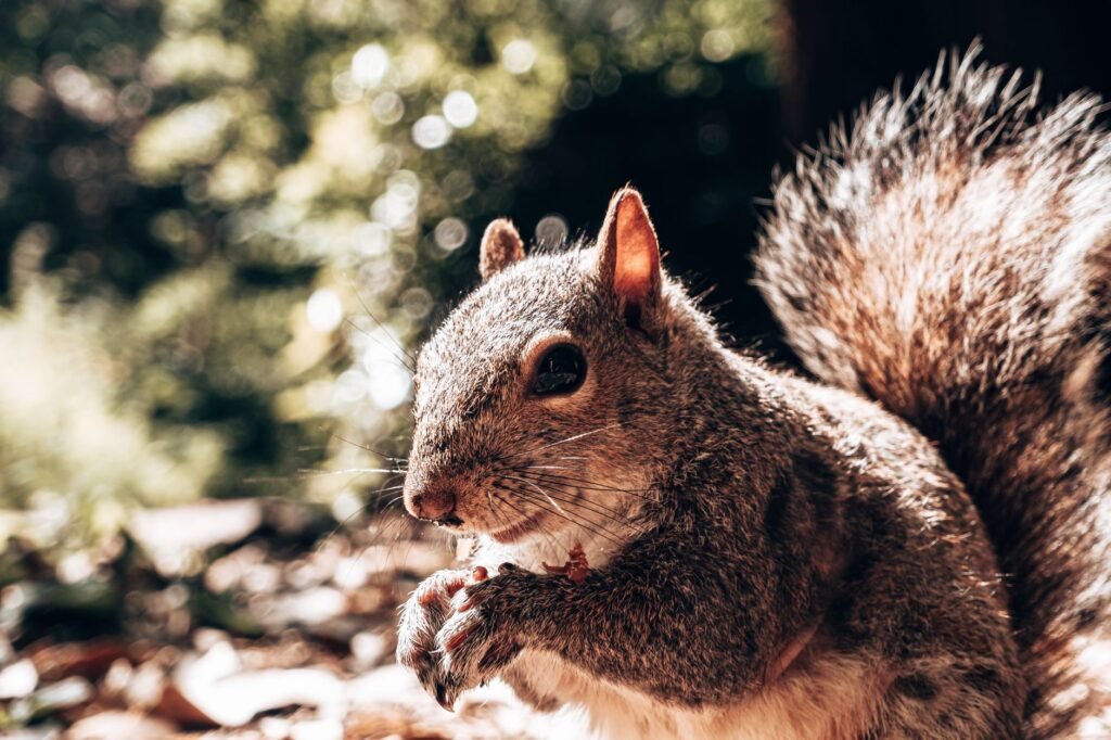 Adorable close-up of a squirrel eating in a sunlit forest in Swansea, Wales.