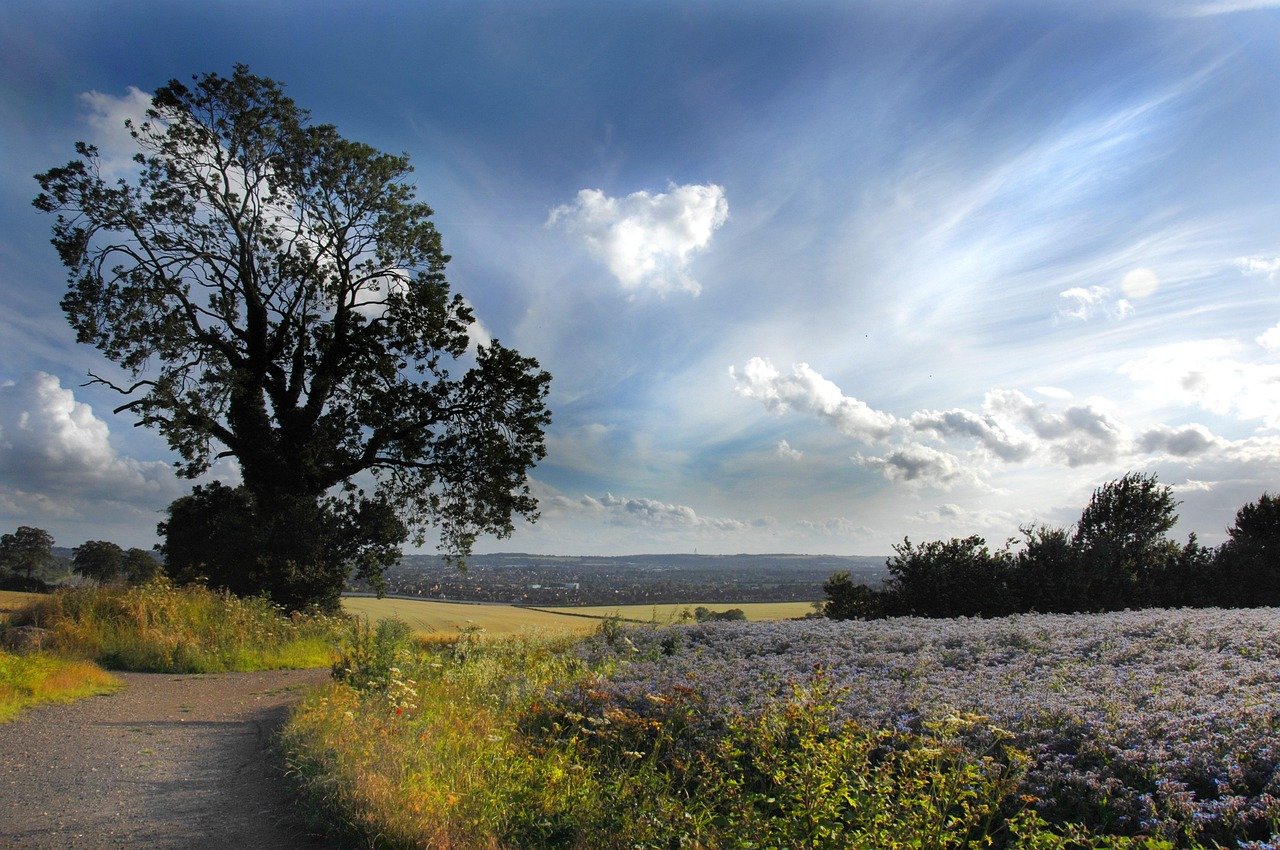 landscape, fields, luton, england, luton, luton, luton, luton, luton