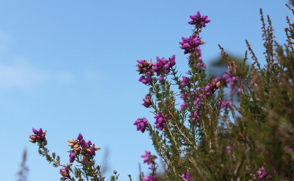 wales, united kingdom, nature, plant, flower, flower wallpaper, beautiful flowers, flower background, purple