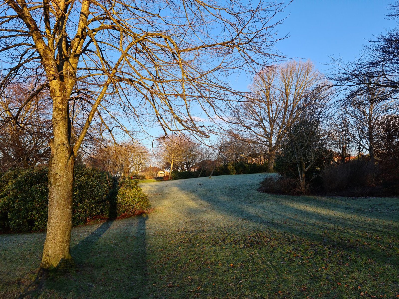 A tranquil park landscape in Glasgow, Scotland during an early winter morning.