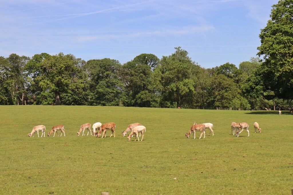 A herd of fallow deer peacefully grazing in a lush green meadow in Woburn Park, England.
