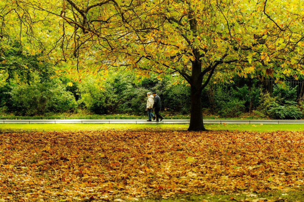 A senior couple walks through a leafy Dublin park during autumn, surrounded by vivid fall colors.