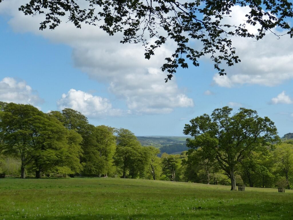 cornwall, england, united kingdom, park, english, landscape, forest, nature, heaven, meadow, lawn, spring