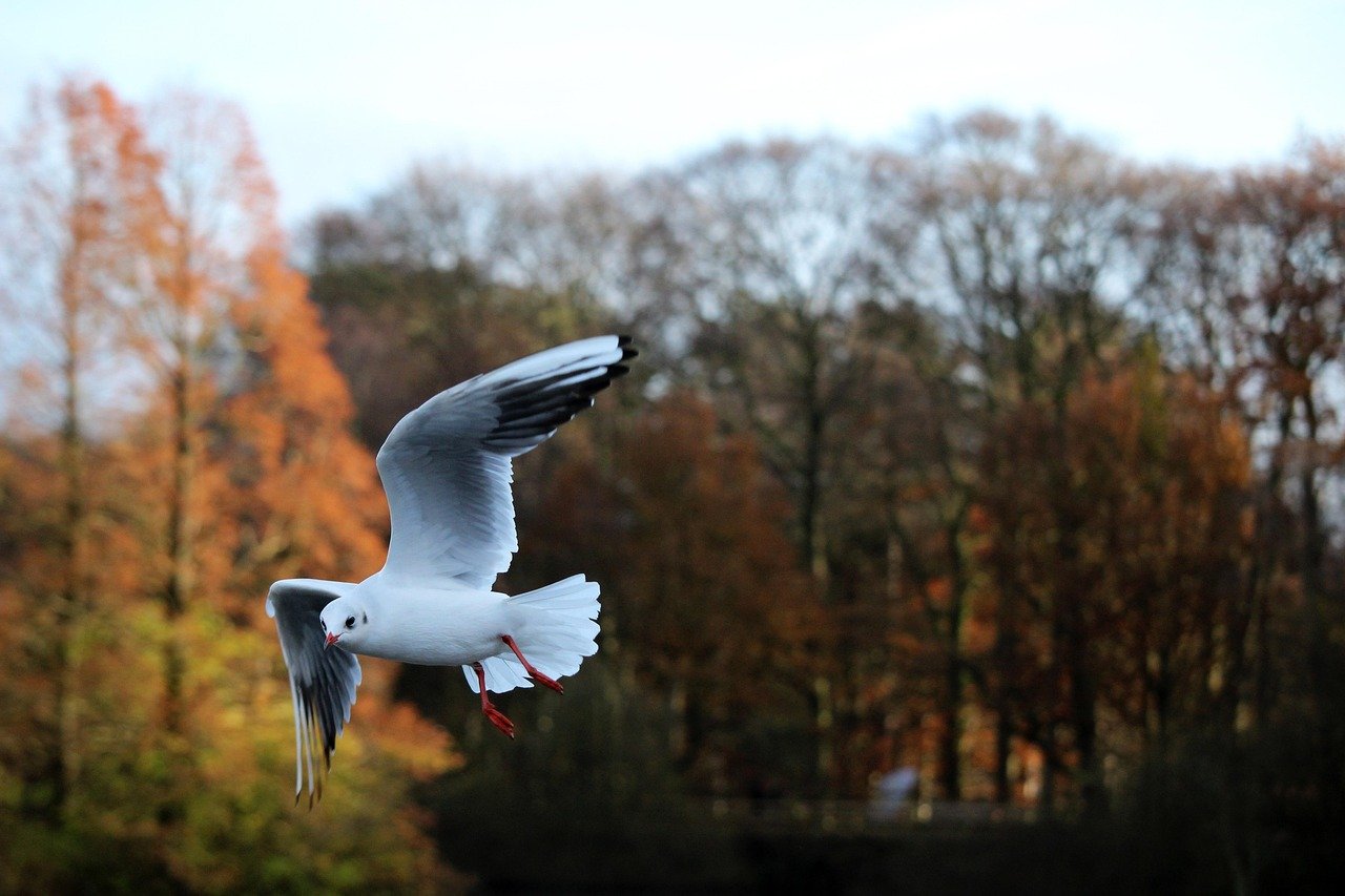 bird, flying, seagull, nature, animal, motion, flight, fly, white, sky, freedom, wildlife, wild, wing, feather, natural, autu