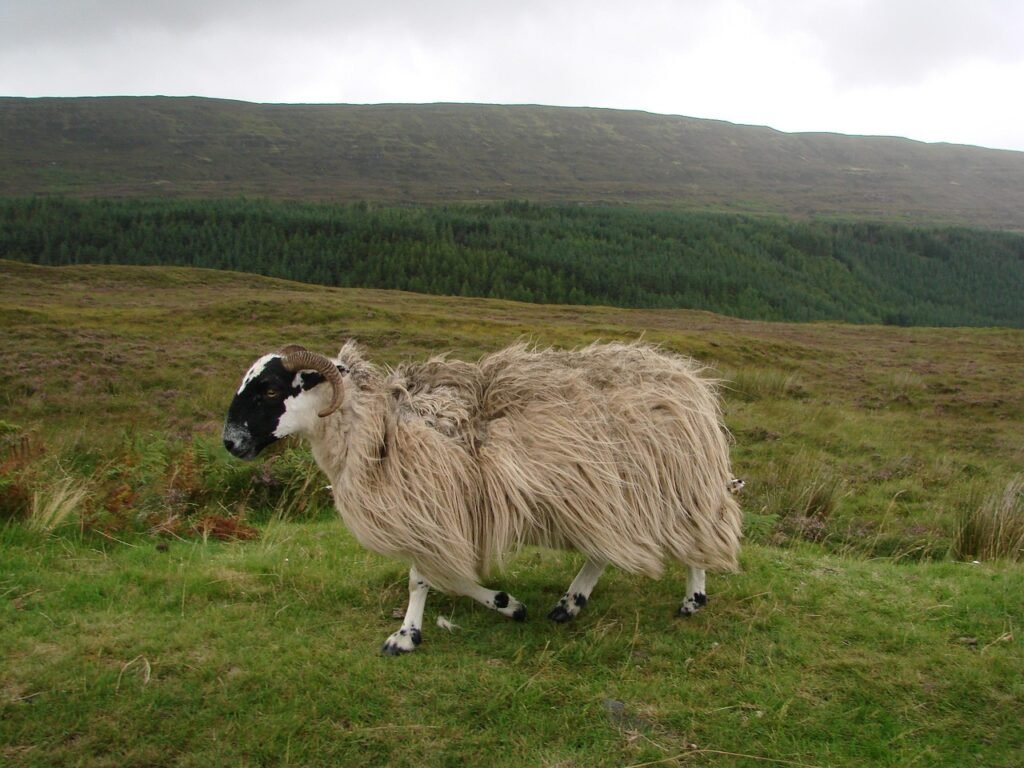 sheep, farm animal, scotland, wool, nature, united kingdom, north scotland