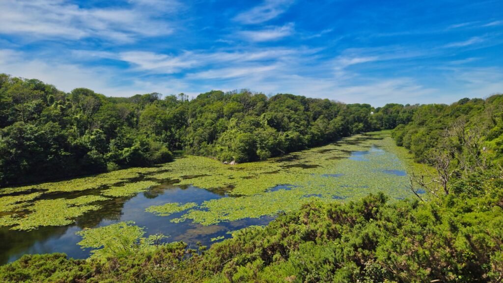 Captivating view of a pond surrounded by lush greenery and lily pads in Pembrokeshire, Wales under a bright summer sky.