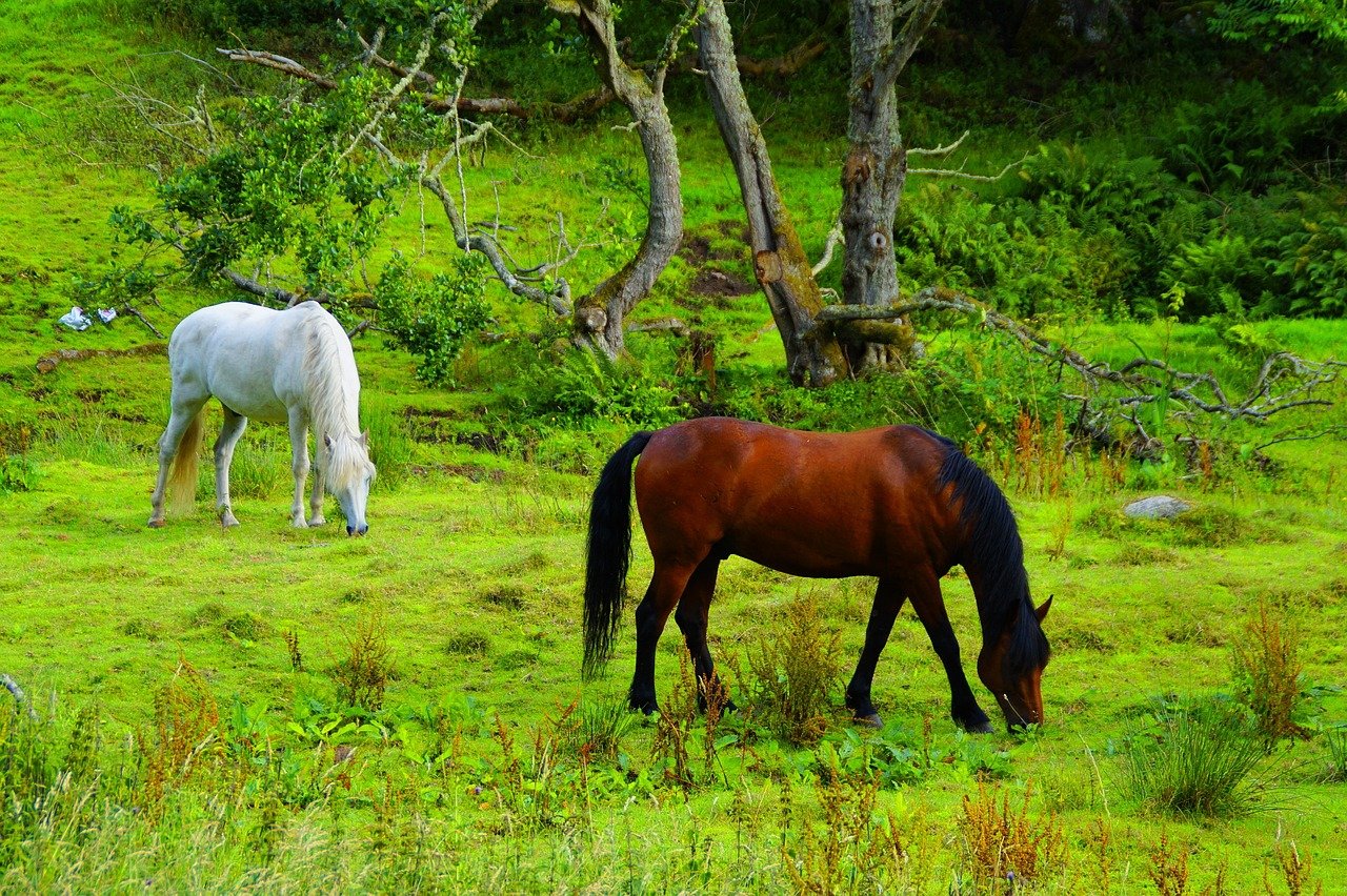 scotland, landscape, nature, mood, highlands, idyllic, hill, grass, quiet, united kingdom, horses, graze, peaceful