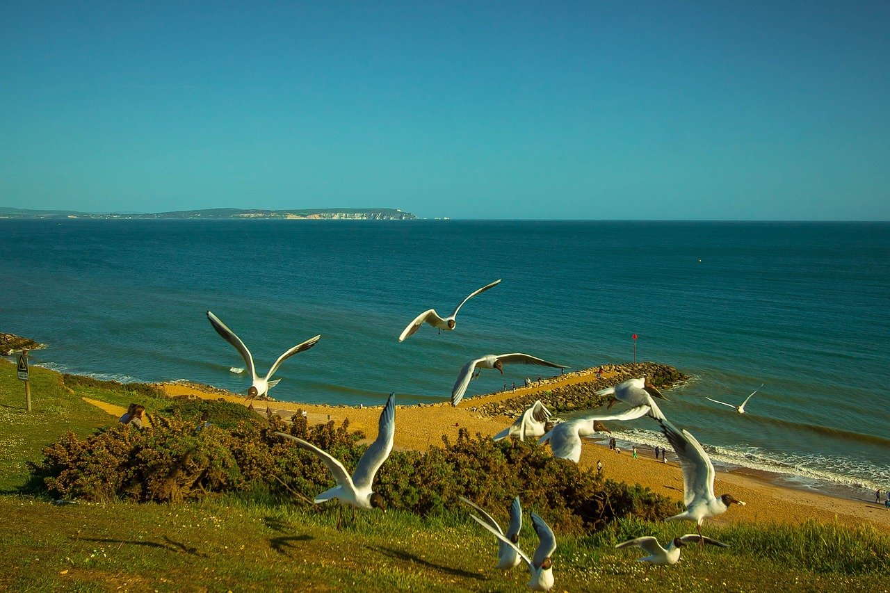 ocean, seagull, united kingdom, nature, highcliffe, horizon
