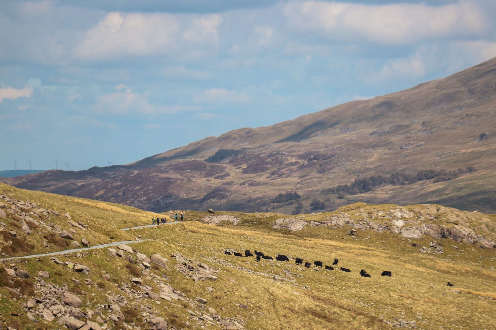 A serene view of cows grazing in the mountainous landscape of Wales, UK.