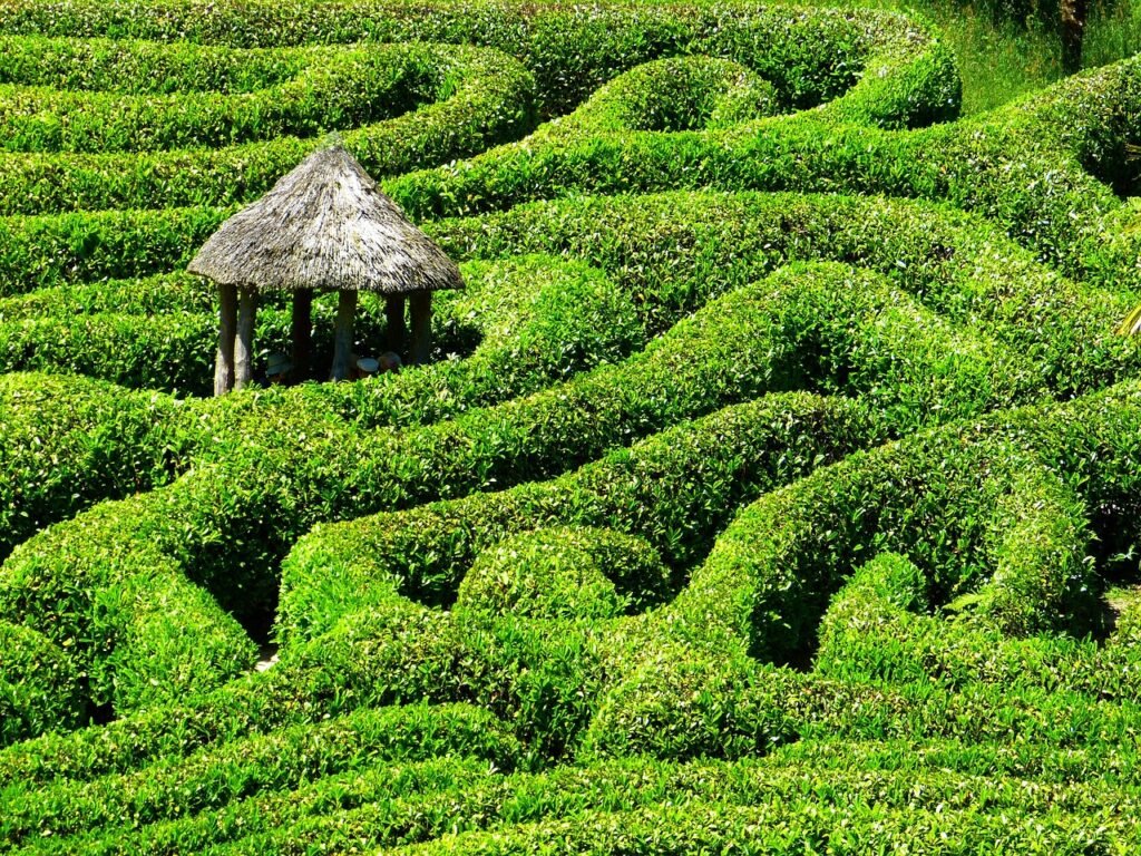 maze, labyrinth, glendurgan, gardens, cornwall, south england, united kingdom, maze, maze, maze, maze, maze, labyrinth, labyr