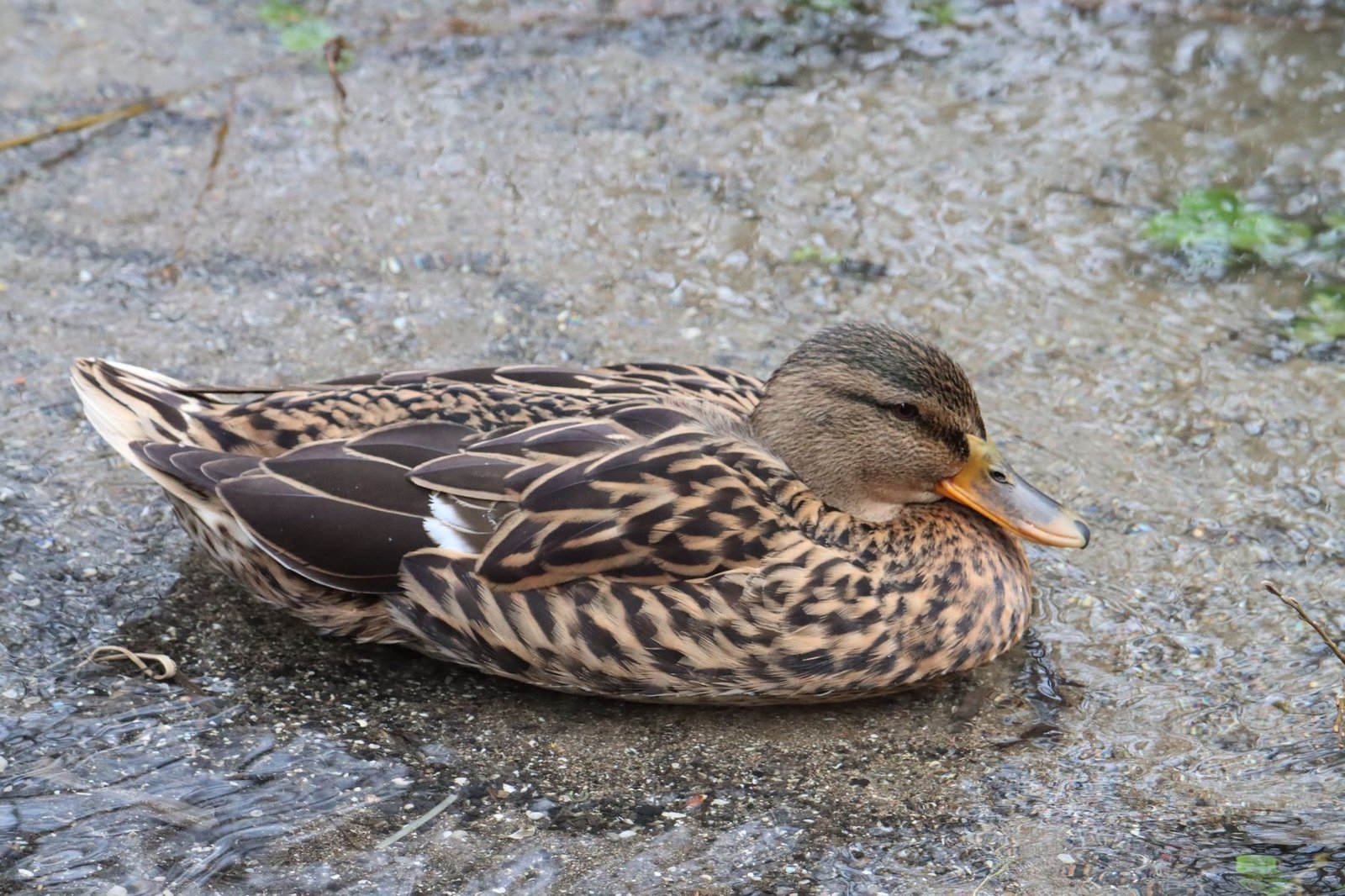 A tranquil image of a female mallard duck resting on a wet terrain in High Wycombe, England.