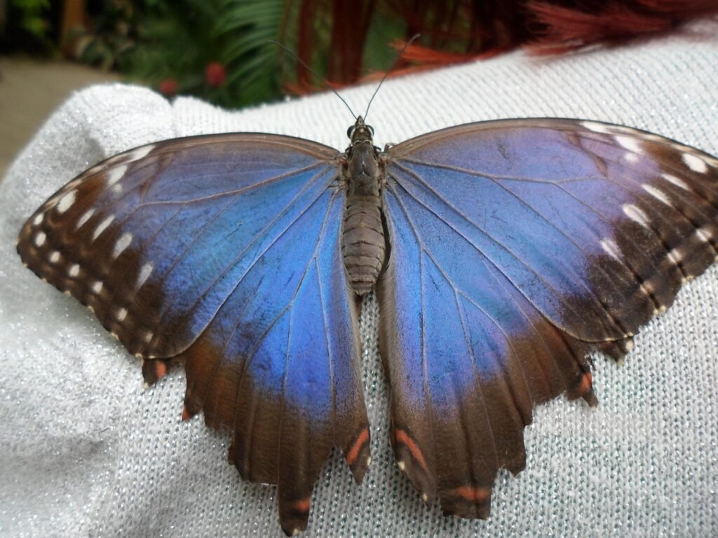 butterfly, in butterfly world, bangor, north wales