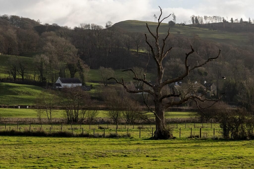 grass, trees, forest, clouds, hills, zen, england, united kingdom, nature, landscape