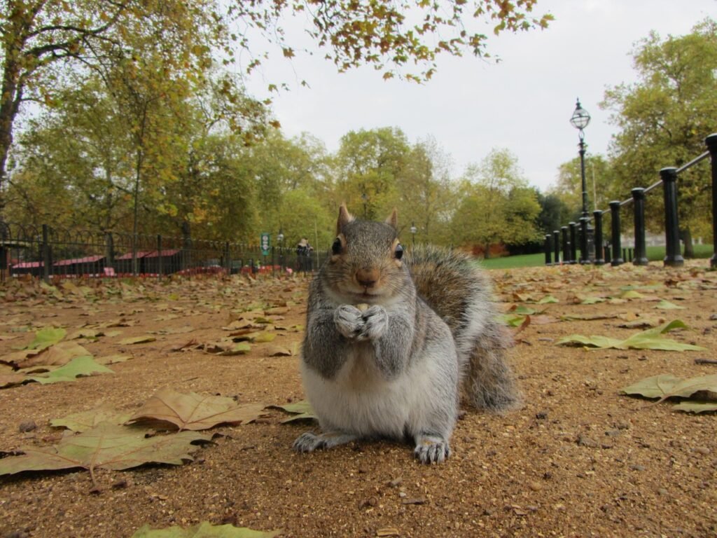 grey squirrel, park, london, united kingdom, sheets, fur, peanut, animal, great britain, nature, england, city, fall