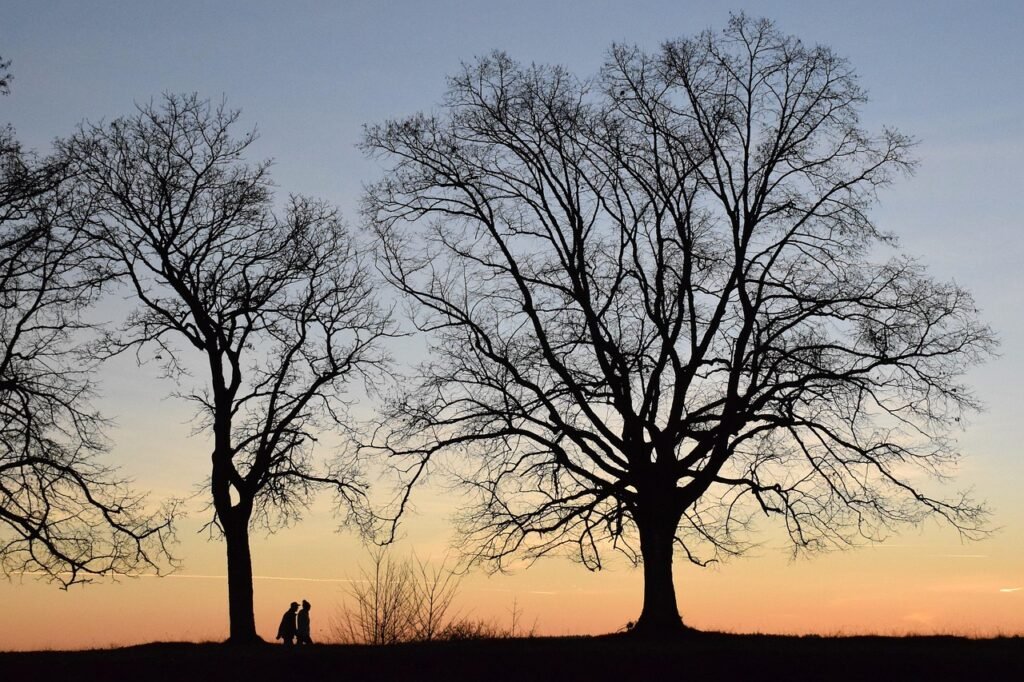 trees, sunset, silhouette, walk, nature, evening atmosphere, together, eve, winter, walking, trees, trees, sunset, silhouette