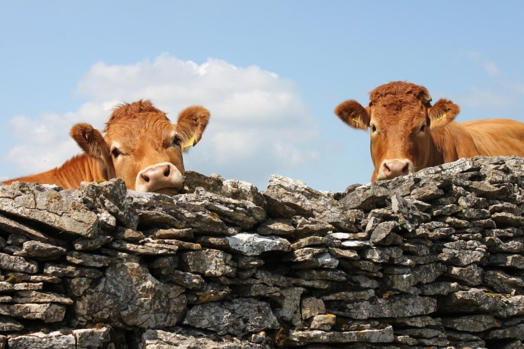 england, cows, wall, cattle, agriculture, united kingdom