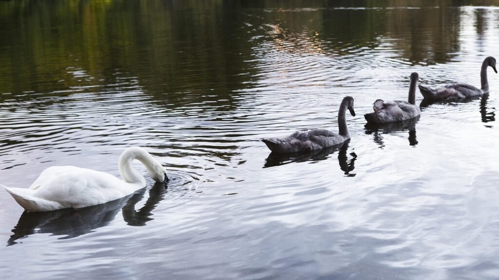 uk, scotland, animal, nature, swan, stirling, university of stirling, goose