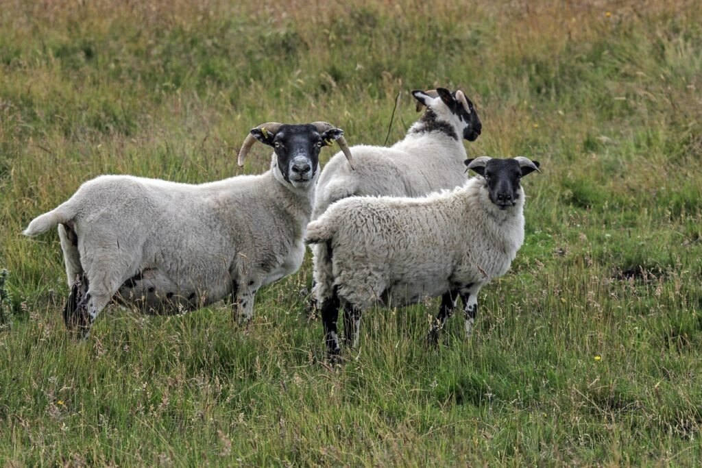 sheep, highlands, scottish blackface, horns, scotland, united kingdom, sheep, scottish blackface, scottish blackface, scottis