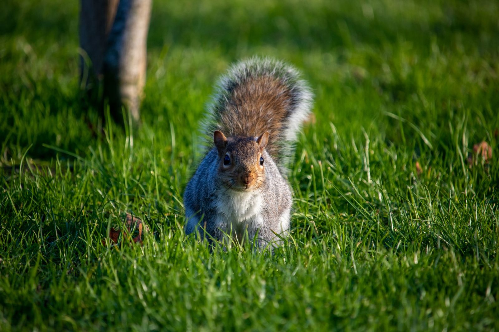 Cute squirrel on green grass in a park, Kingston upon Hull, UK.