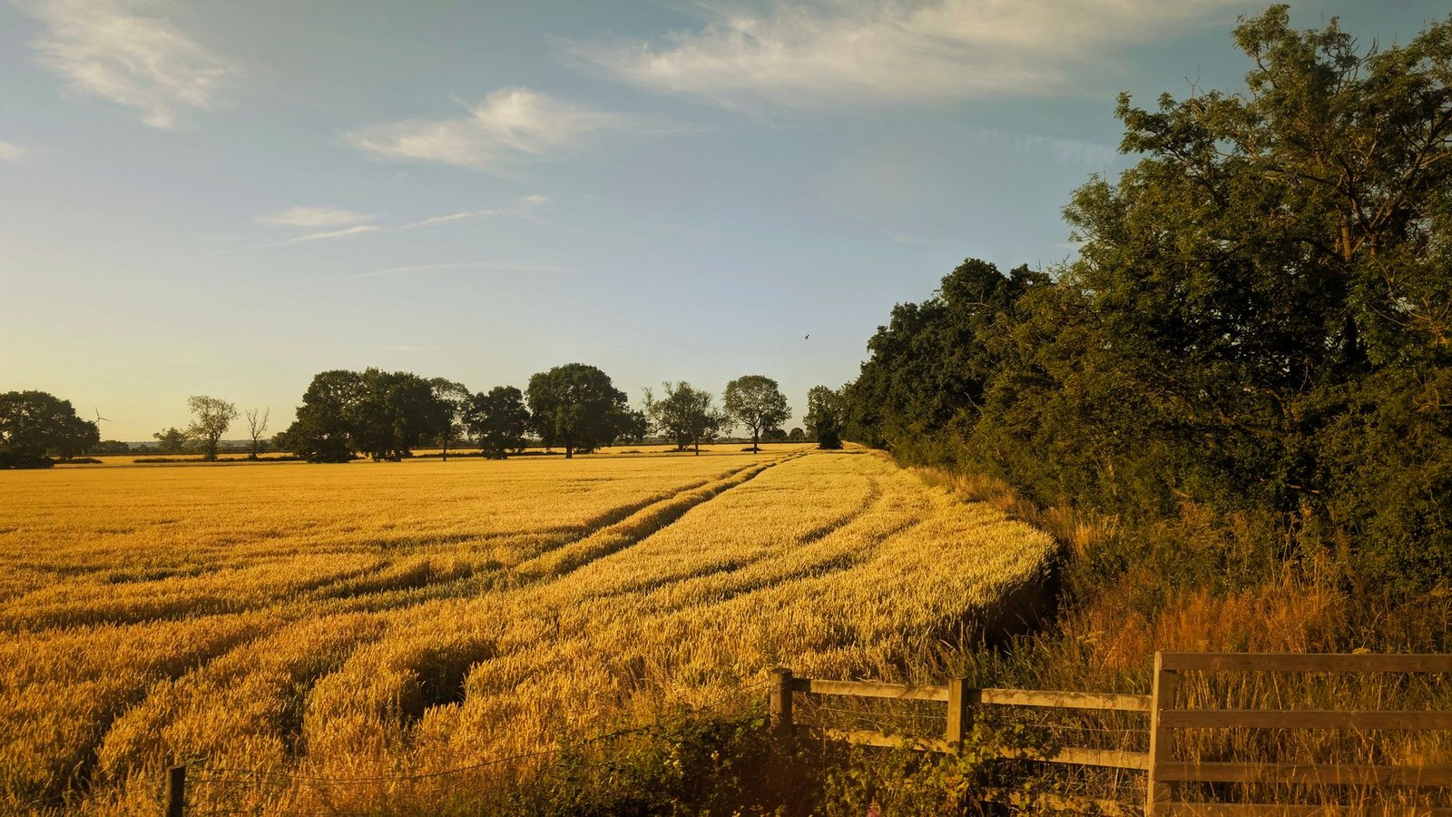 Expansive golden wheat field with trees under a sunny sky in rural United Kingdom.