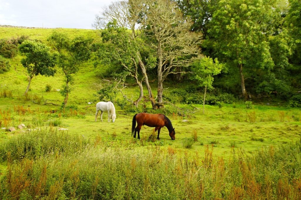 scotland, landscape, nature, mood, highlands, idyllic, hill, grass, quiet, united kingdom, horses, graze, peaceful