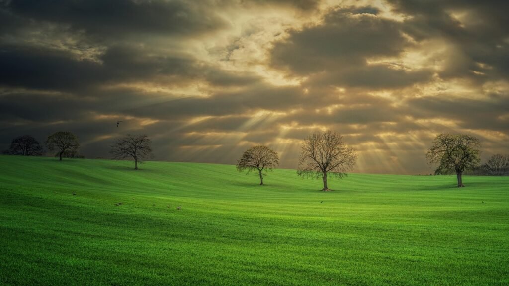 meadow, trees, clouds, panorama, pheasant, landscape, england, sunset, nature, heaven, horizon, weather, united kingdom, vaca