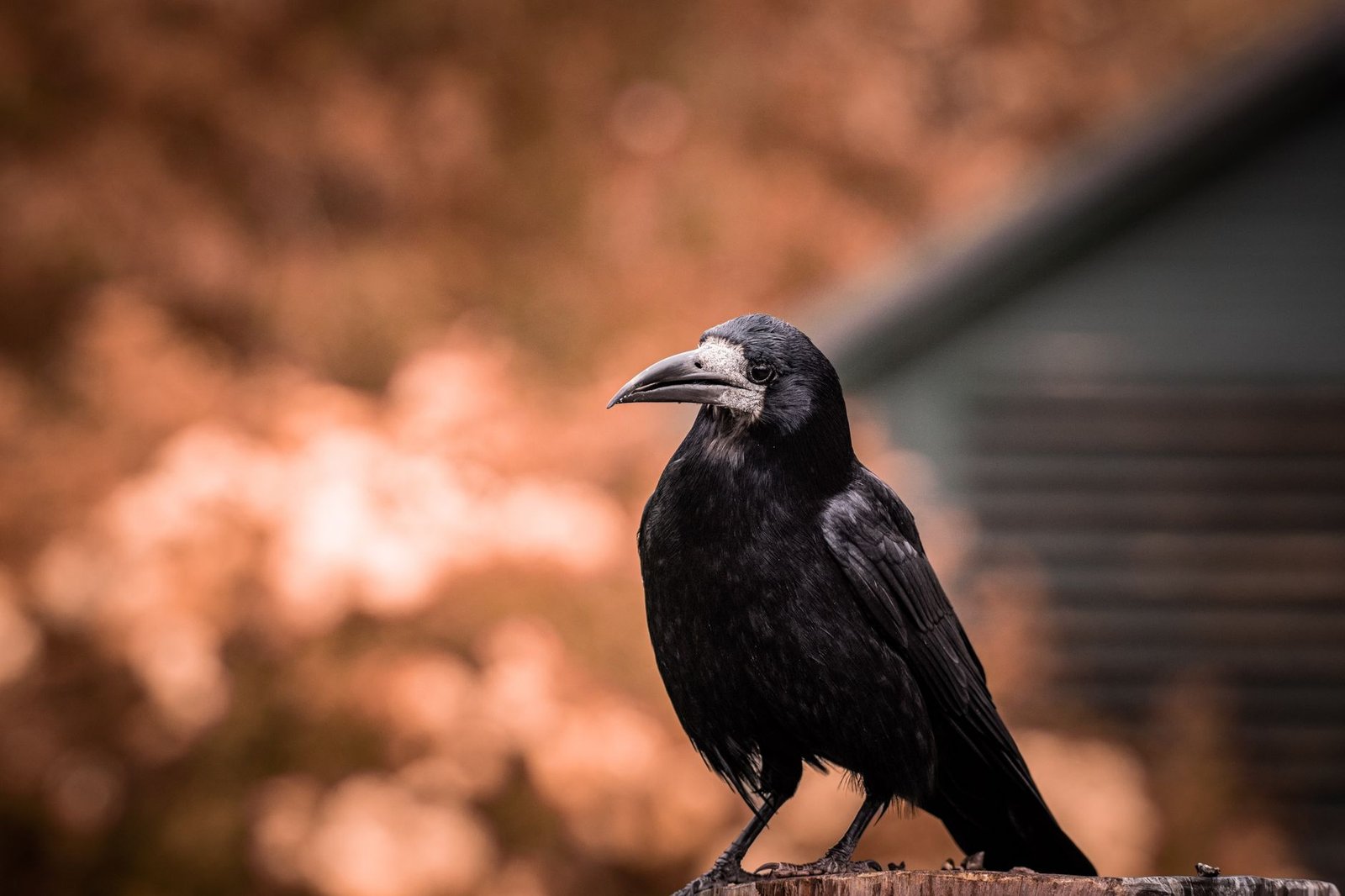 Close-up of a raven perched in Winchester, with a soft autumnal background.