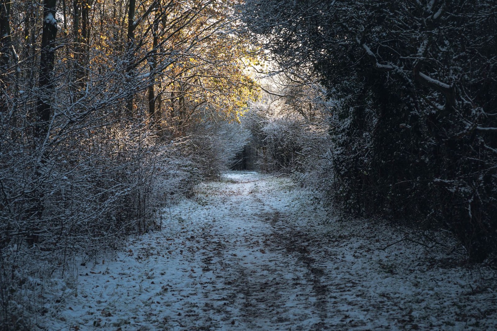 A serene winter scene depicting a snow-covered path through a forest in Milton Keynes, England.