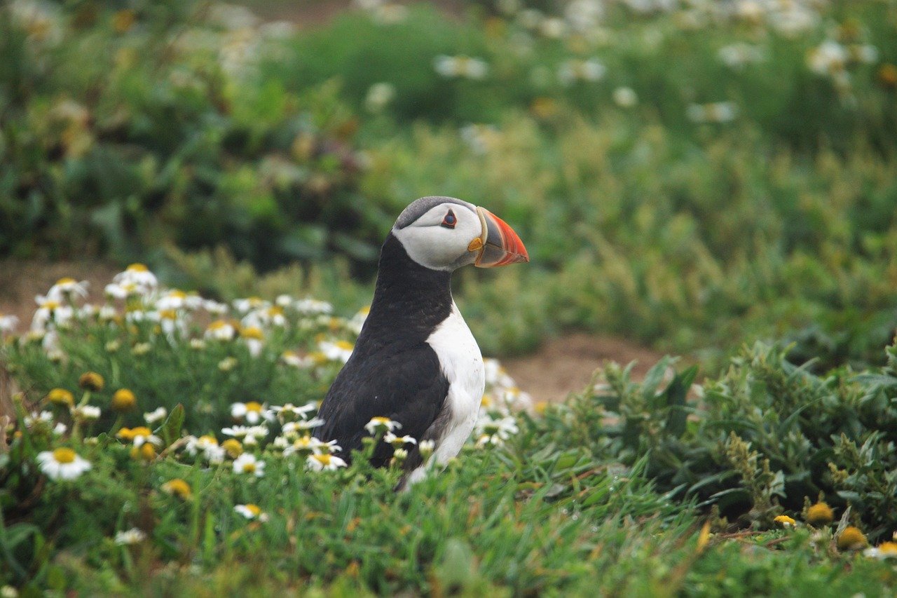 wales, puffin, bird, nature, bird watching, skomer island, wildlife, animal, animal portrait, united kingdom, puffin, puffin,