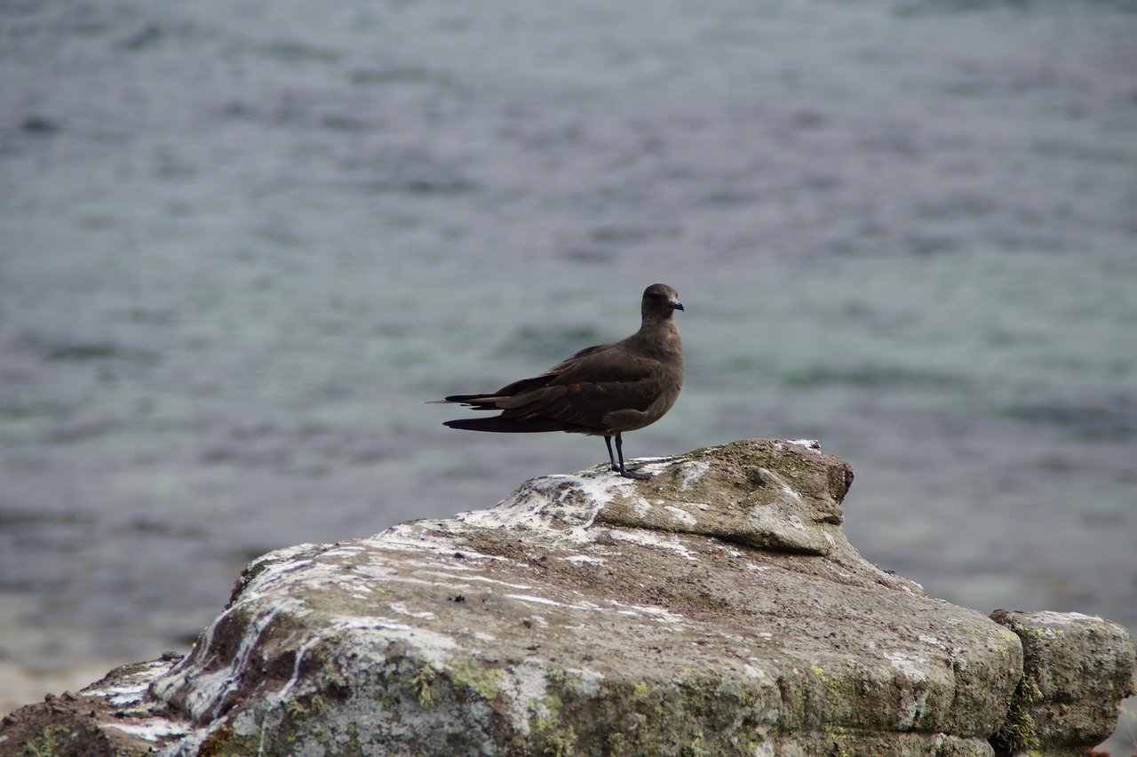 skua, gull, handa, bird, united kingdom, scotland, sea, sea bird, water, rock, nature, colony