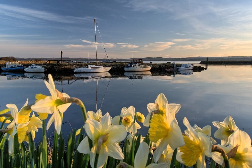 fife, scotland, charlestown, harbour, evening, boats, spring, daffodils, calm, serene, peaceful, britain, nature, landscape