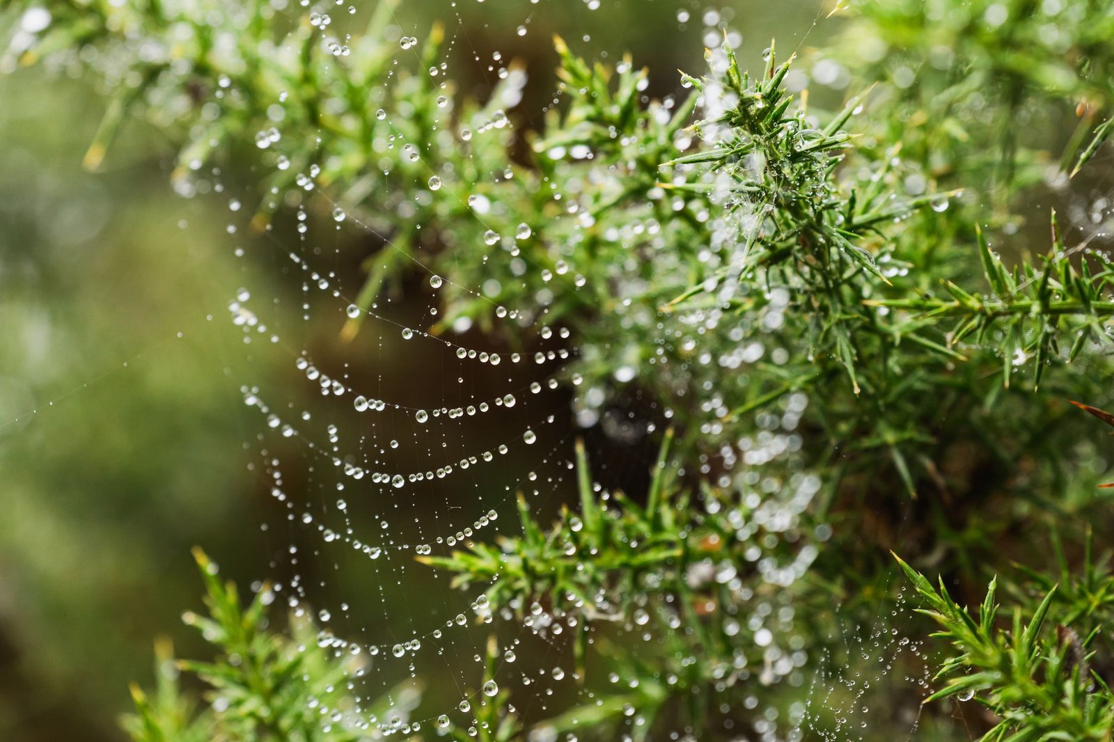 Glistening spider web with dew on a gorse bush in Craigavon, showcasing nature's delicate beauty.