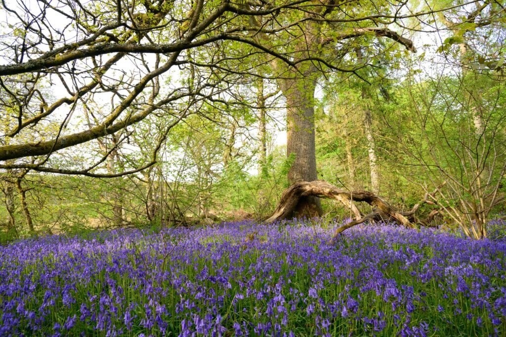 Discover a beautiful bluebell carpet under lush trees in Scotland's Cumbernauld Glen.