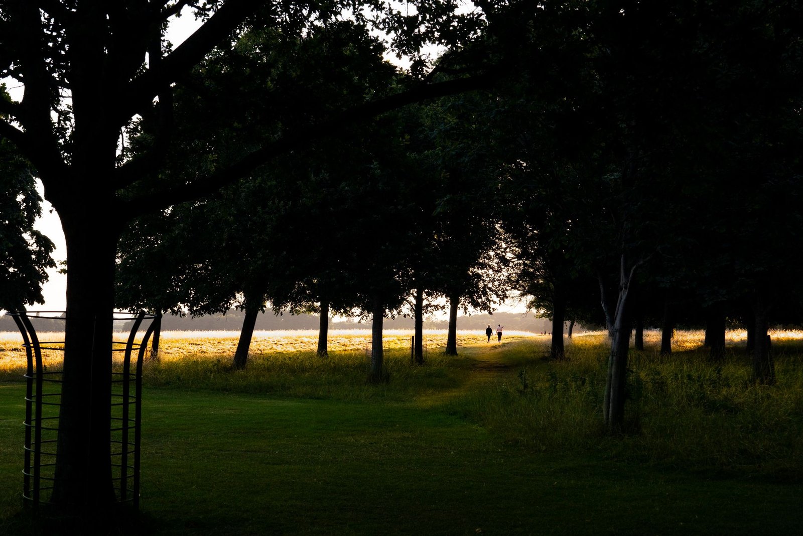 A tranquil scene of a couple walking through a tree-lined path at sunset, evoking a sense of peace.