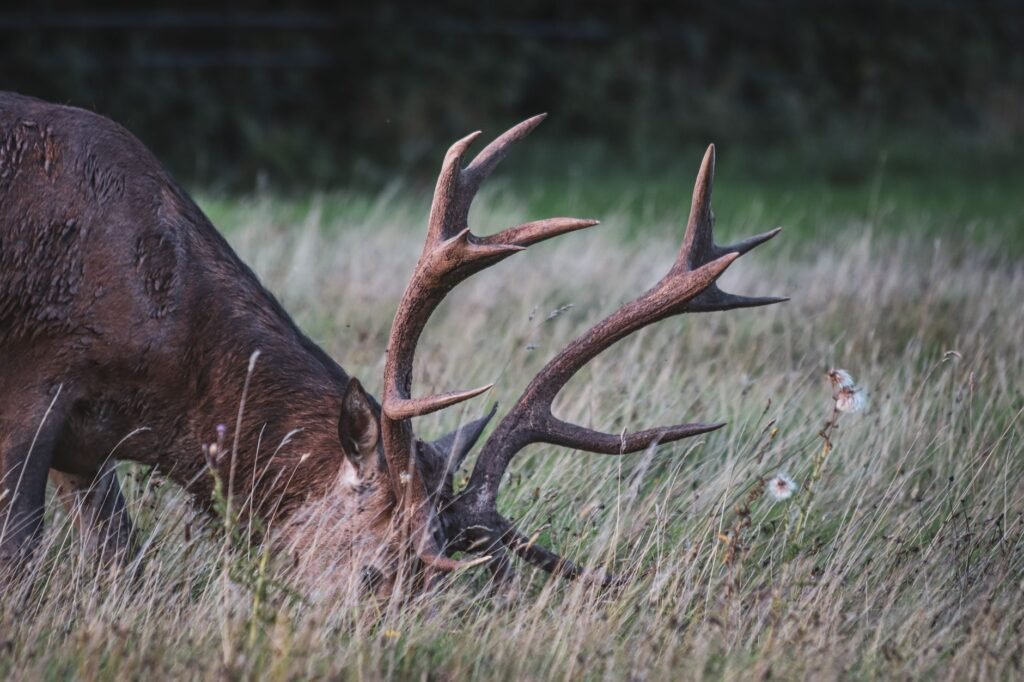 Close-up of a wild deer with antlers grazing in a meadow in Bristol, England.
