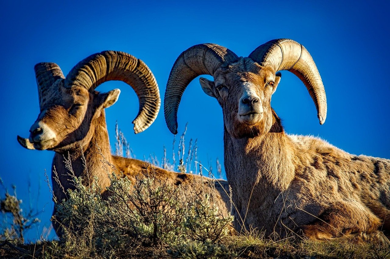 bighorn, sheep, bighorn sheep, horns, rams, wildlife, animals, pair, wild animals, nature, wilderness, wildlife photography,