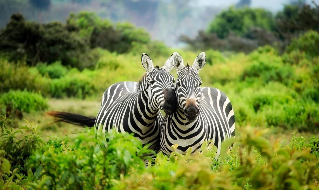 zebras, pair, couple, stripes, striped, black and white stripes, equines, wild, wild animals, wilderness, wildlife, wildlife