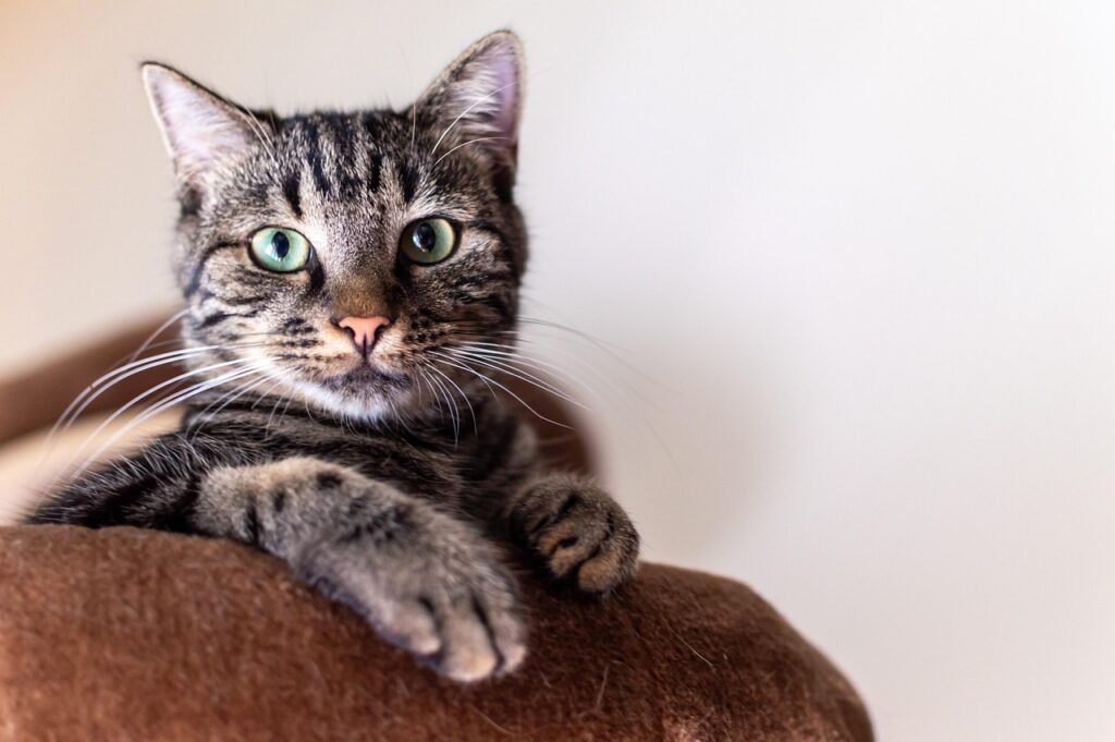 simba, nature, animal, cat, portrait, cat photography, animals, pet, domestic cat