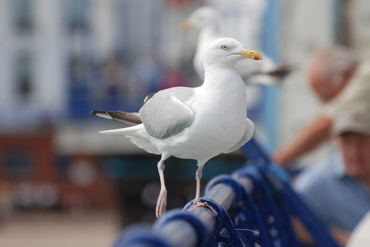 seagull, pier, eastbourne, perched, nature, avian, bird, bird photography, ornithology