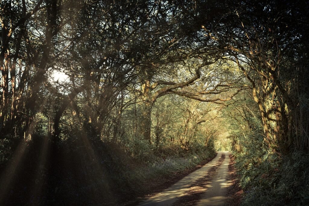 path, avenue, forest, passage, cornwall, england, trees, spring, landscape, nature, rural, united kingdom, green, goal, road,