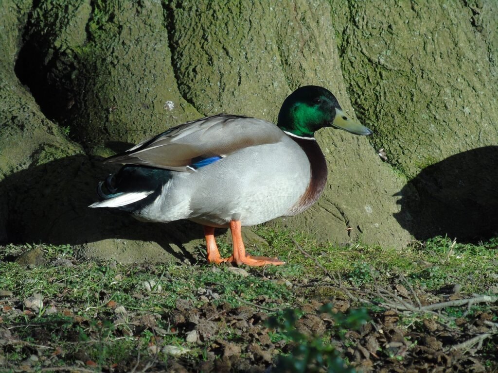 birds, ducks, sea bird, duthie park, aberdeen, scotland, nature, uk, green sea, green ocean