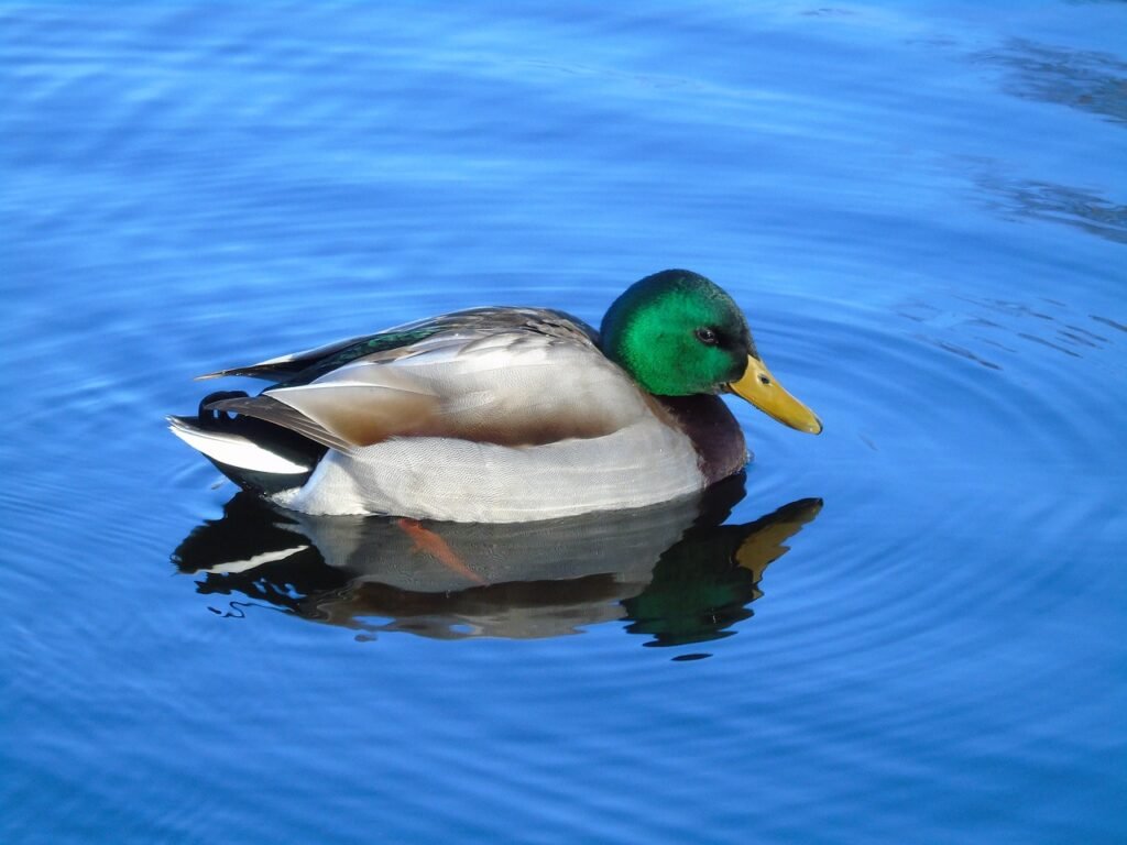 birds, duck, duthie park, aberdeen, nature, scotland, uk