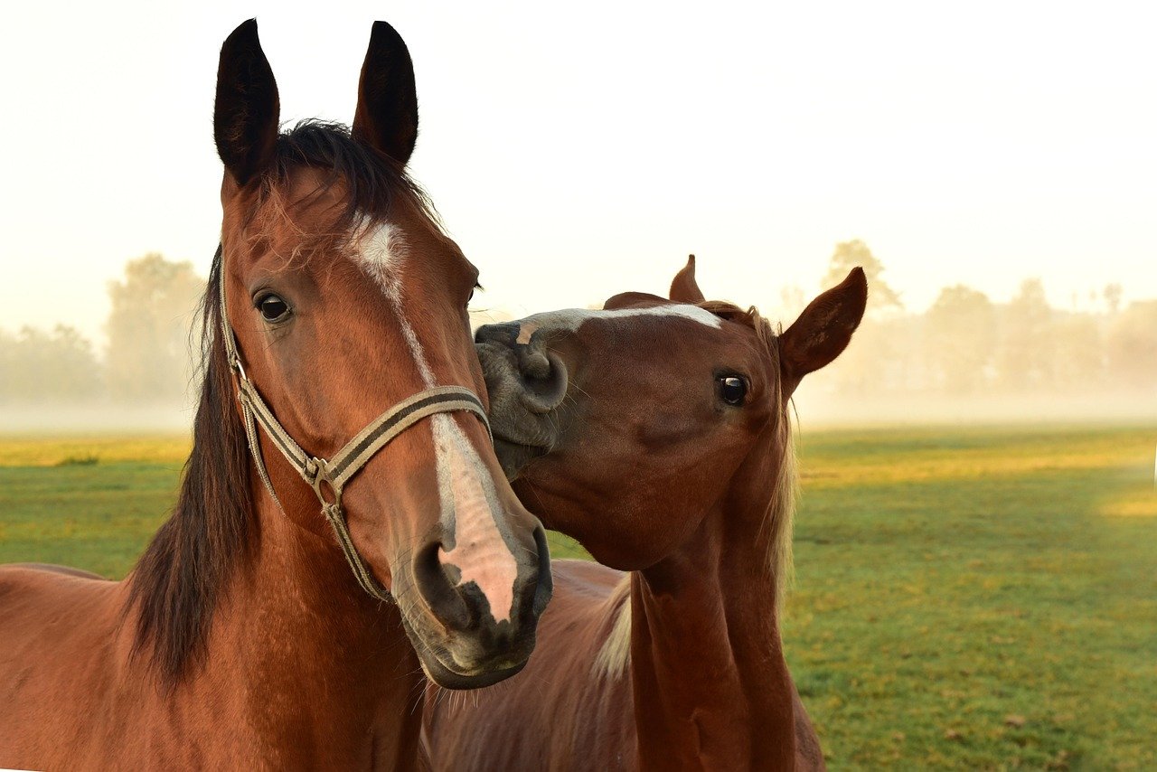 horses, meadow, pasture, animals, haze, morning mist, nature, wildlife