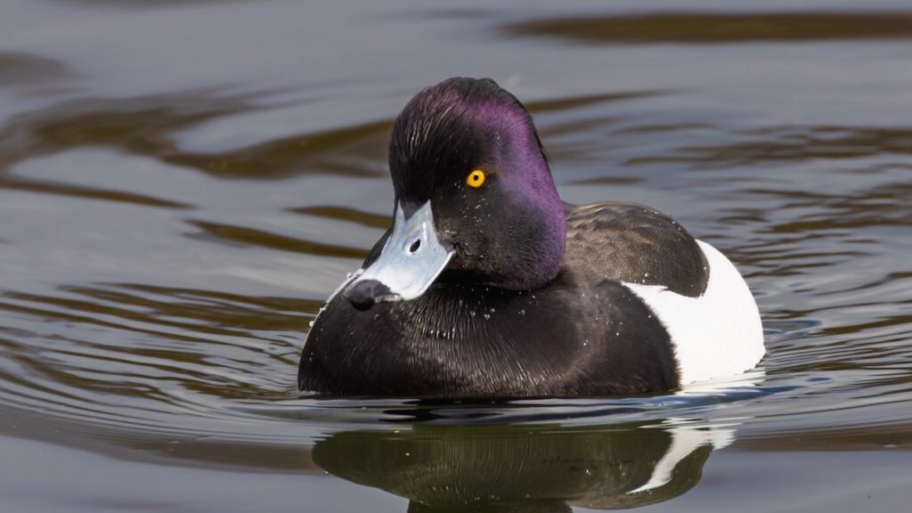 tufted duck, nature, duck, waterfowl, pond, wings, bird, lake, animals, green and brown, bird habits, bird behavior, reflecti