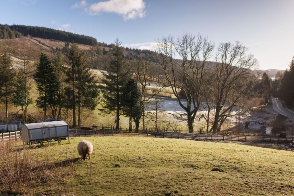 Idyllic winter morning in the Welsh countryside showcasing rolling hills and sheep grazing.