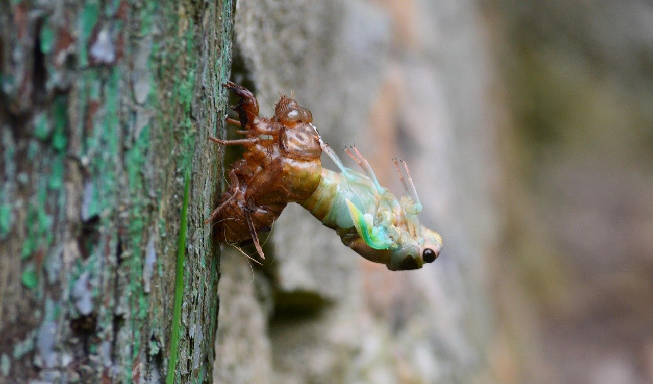molting, cicada, in, insect, bug, nature, shell, exoskeleton, environment, slough, metamorphosis, wing, animal, natural, biol
