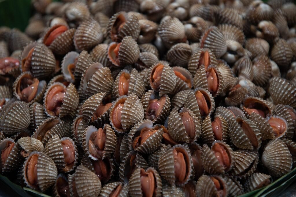 cockle, seafood, shellfish, shell, sea, harvest, nature, texture, marine, clam, restaurant, dinner, fresh, dish, brown restau