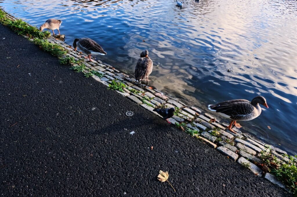 Geese and pigeons by the water on a clear day in Newcastle park, England.